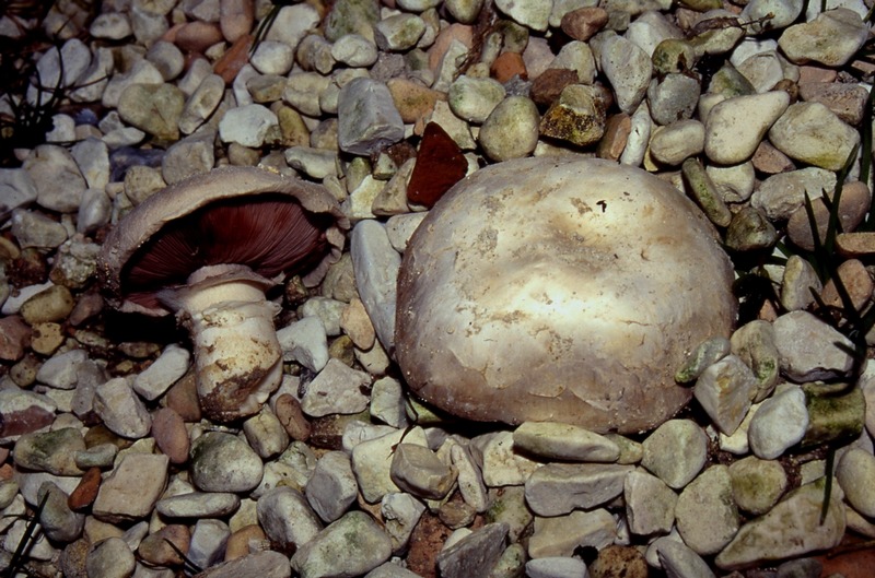 Agaricus campestris ?